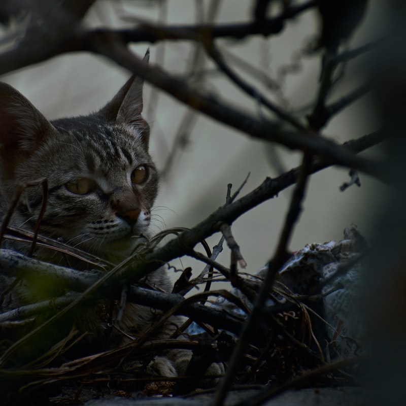 Cosy enclosed cat cave bed in soft felt material with cushioned interior
