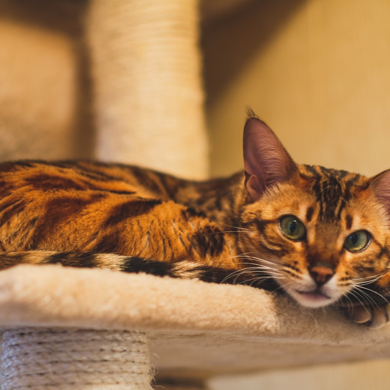 Corrugated cardboard cat scratching pad with curved ergonomic design