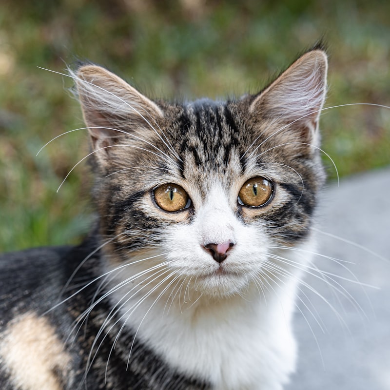 Self-cleaning slicker brush for cats with retractable bristles and ergonomic handle
