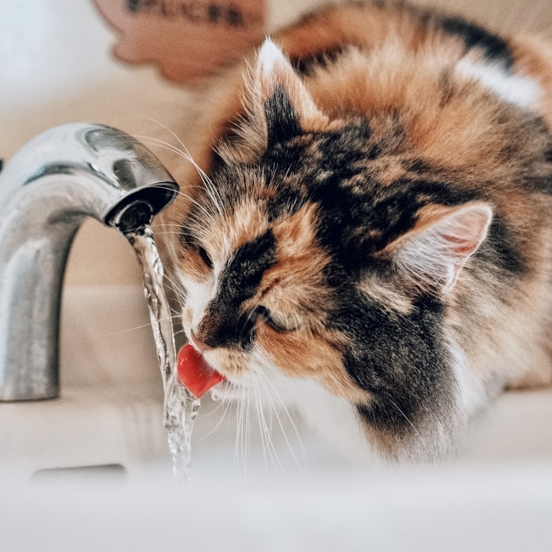 Automatic cat water fountain with flowing water stream and filtration system