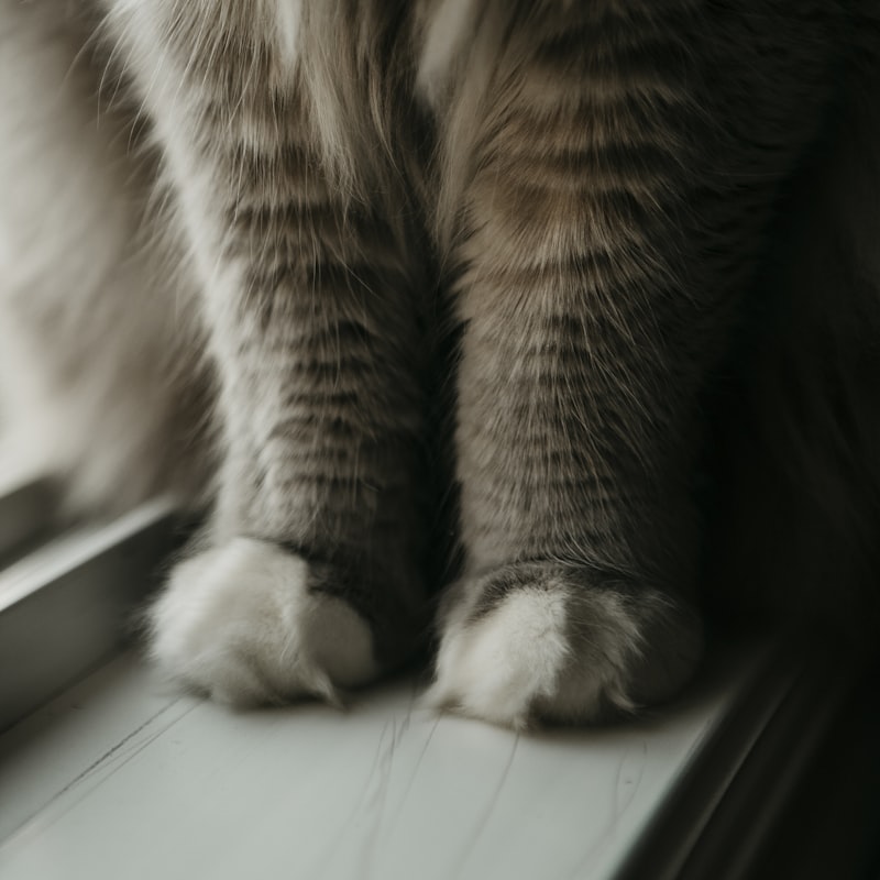 Cat window perch hammock mounted with suction cups for window-side lounging