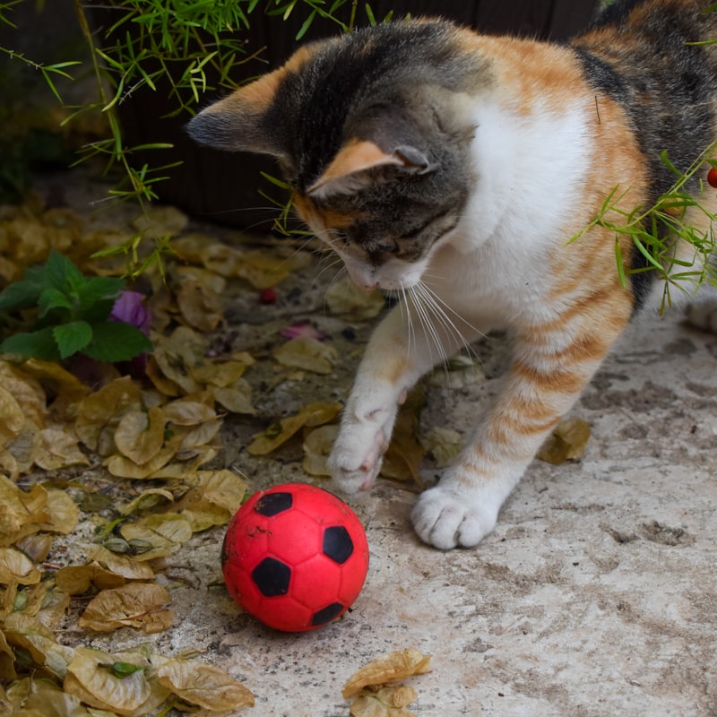 Three colourful catnip-infused balls in different textures for cats to bat and chase