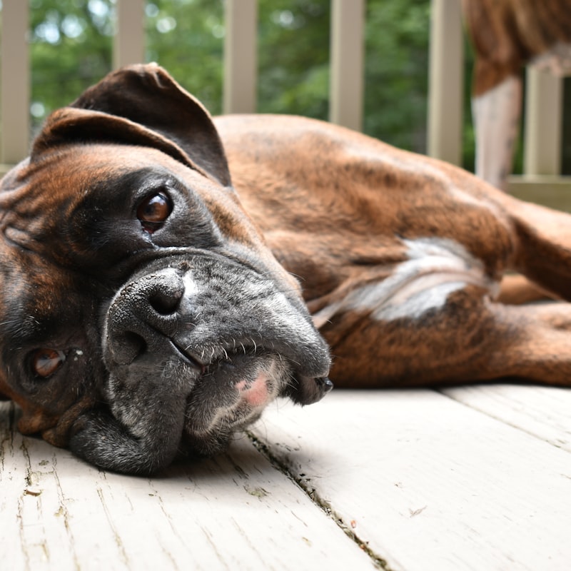 Large self-cooling gel mat for dogs in blue with paw print pattern
