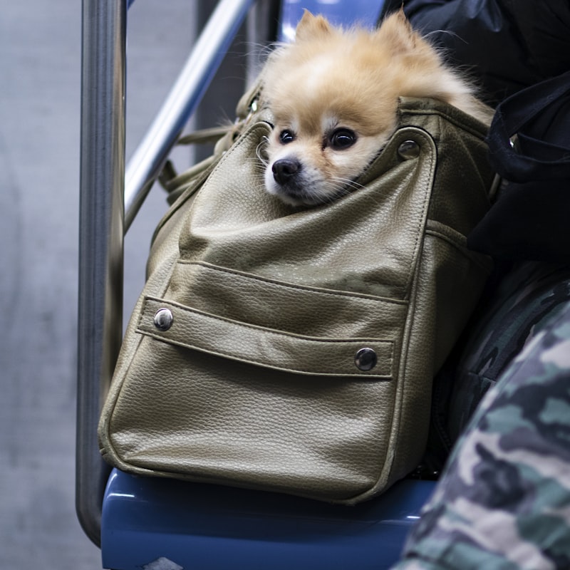 Airline-approved soft-sided dog travel carrier bag with mesh ventilation panels